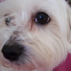 Ons Noa'tje RIP 10-02-01/08-10-09