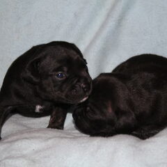 Guus toen-ie 3 weken oud was..(linkerpup)
