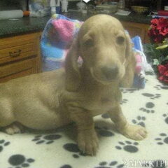 Kleine baby Bompie