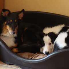 Aww, samen in het mandje, nu past het nog...