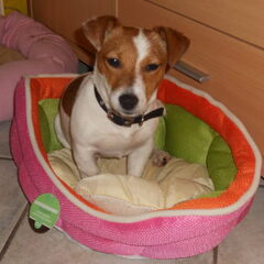Dit is onze Tess