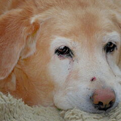Ze is op !! 15 jaar geworden op 10-11-2010 een hele…