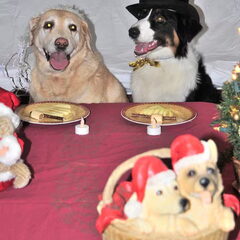Zelfs de kerst is een gezellig samenzijn voor de honden