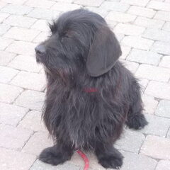 Onze Roos, kruising ruwharige teckel/Lascha apso