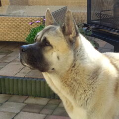 Onze mooie Collin pas geleden genomen,hij is nu 1,5 jaar.En…