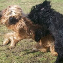 onze 2 speelse honden :)