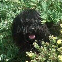 onze hond bayla