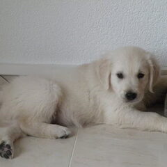 Kenji 7,5 week