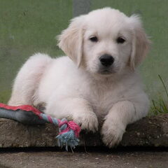 Kenji 8,5 week heerlijk op het voetbalveld