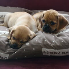 pukkie en puggles