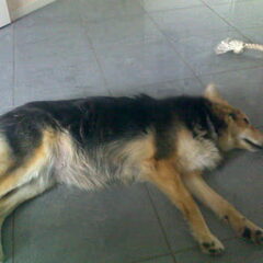 moederhond