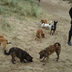 na een half jaar alle pups nog eens bij elkaar!!