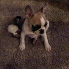 Murphy