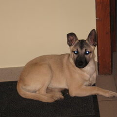 Dit is onze nieuwe hond Nooka, 5 maand oud en bij een…