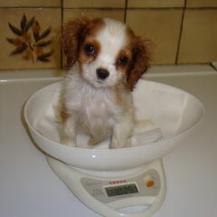 Fleur is een puppy van 4maanden en trekt graag op avontuur.