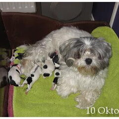 Rosa en haar puppies