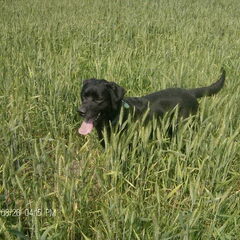 Sirius op een graanveld.