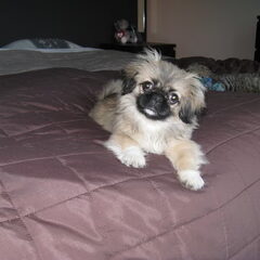louise op het bed
