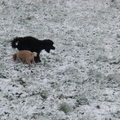 sneeuw op 26-11-2010