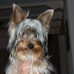 Jowi is een Yorkshire Terrier Geboren 05-07-08 Jowi is nog…