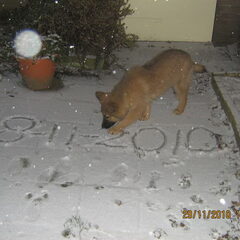 sneeuw n hele ontdekking voor n puppie van 12 weken…