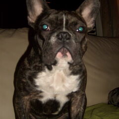 oscar oooh oscar mijn grote liefde