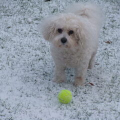 Met de bal spelen in de sneeuw. Gooi hem dan nog een keer…