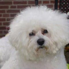 Mijn allerliefste knuffel hondje Woody .