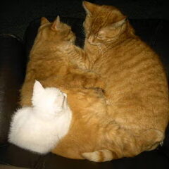 mijn katten