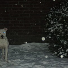 ice queen