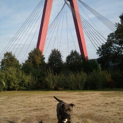 ROTTERDAMSE STAFFORD!!!!!!!! (8maanden)