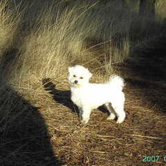 Dit is Luna, onze Bichon, ze is super schattig. Lut