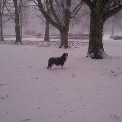 kaily waakt in de sneeuw