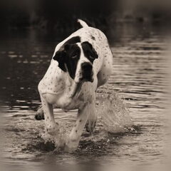 Zus in het water..