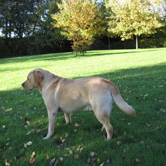 Eddy tijdens een mooie herfstdag in 2010