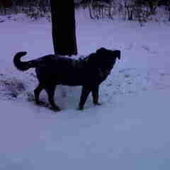 Chivas in de sneeuw