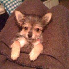 Mylo