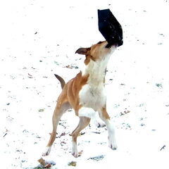 sneeuwpret met cyrus