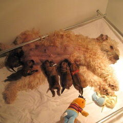 Cheyenne met pups