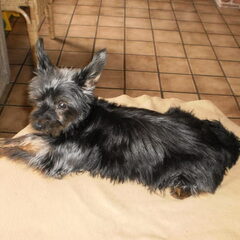 Roefel : ° 14/01/ 1997 - + 10/11/2010