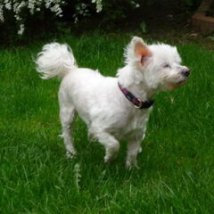 Rip Pompon 4/10/2010