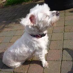 Rip Pompon 4/10/2010