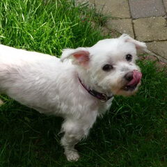 Rip Pompon 4/10/2010