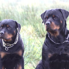 buffel en tisha