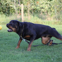 gustav met vliegende bal