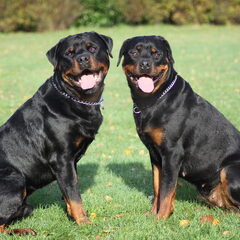 tisha en buffel