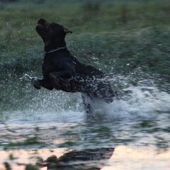 buffel