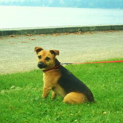 Dit is max mijn Jackrussell BlackenTan*Terriër! bij het…