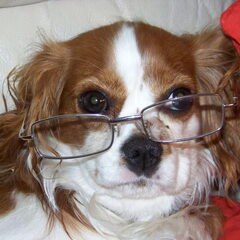 ben ik geen wijze hond