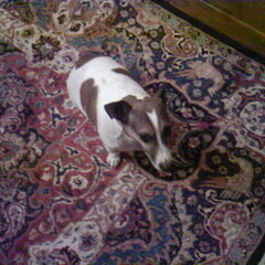 mijn eerste Jack Russel Chass, hij is vorig jaar op 7…